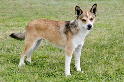 Lundehund
