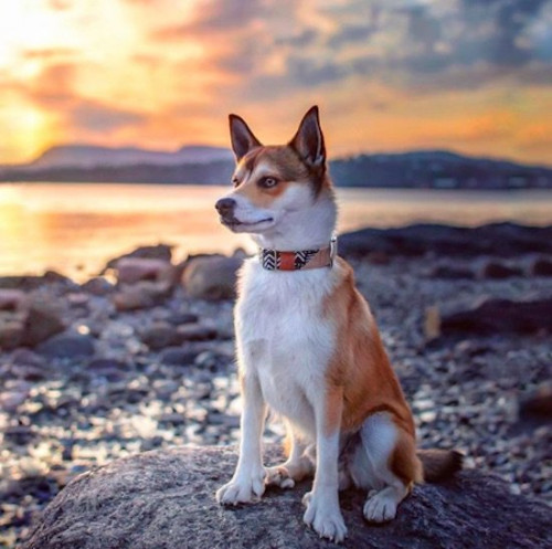 Lundehund1