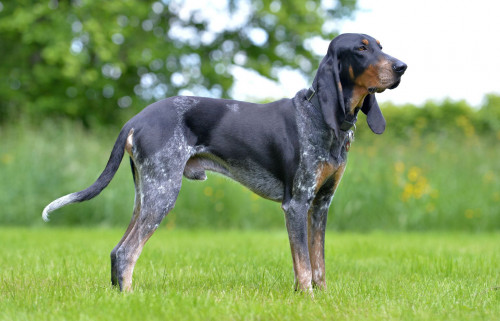 Luzerner Laufhund1