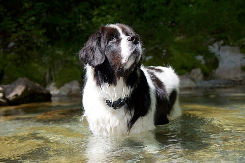 landseer 1579839 640