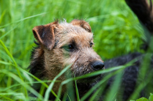 terrier 908696 640