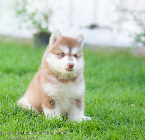 10005970 1112750372093189 3571156952727307763 o