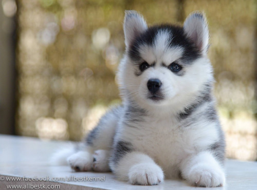 12440683 1089904391044454 6701032754656357809 o