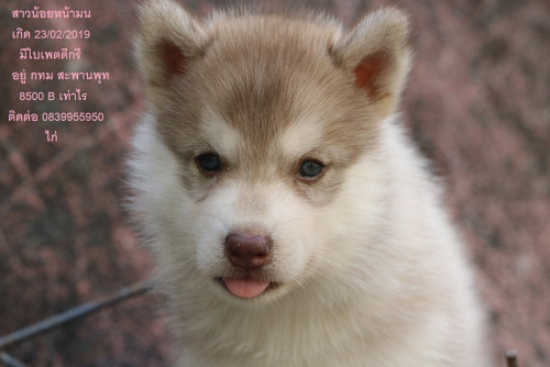 55564256 2627658060640810 2926540296873312256 n