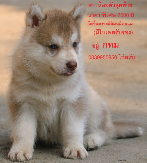 53695324 2389938677907929 6065922422563930112 n