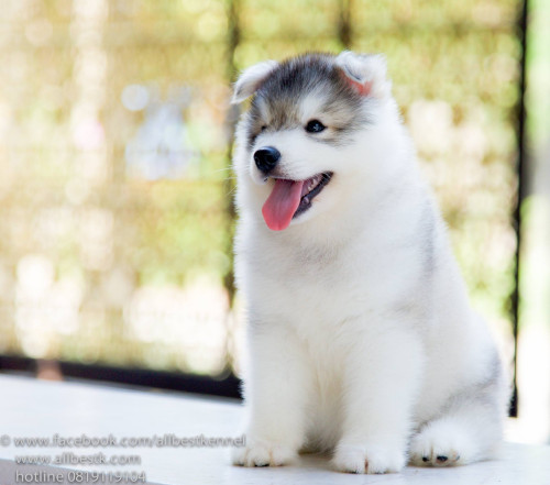 13909367 1232272086807683 1941294009111432353 o