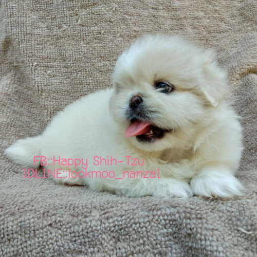 56902496 1189083217919080 6453639827727319040 n