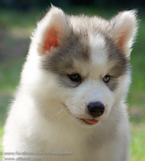 13528314 1202353949799497 4489790244660200915 o