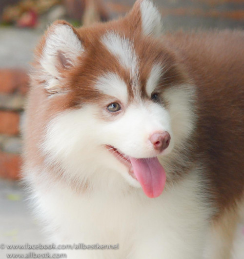 13528102 1206959666005592 5299508087978236061 o