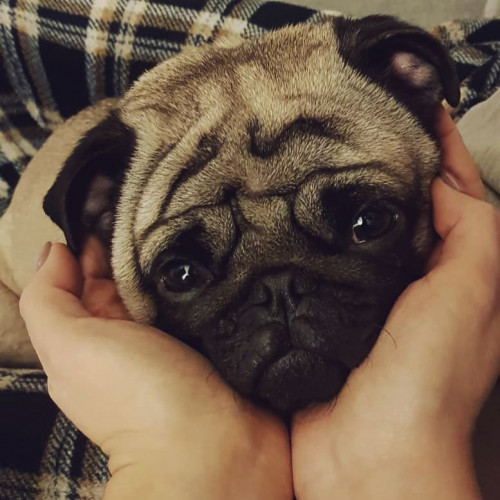 49612915 300060257529850 8509318180586821407 n