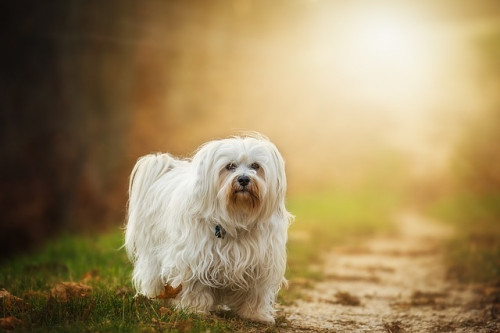 dog 1134492 640