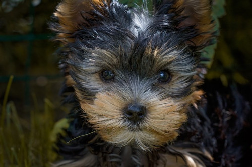 dog-1543348_640.jpg
