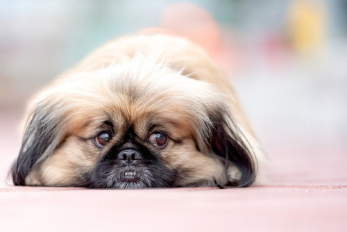 pekinese-2681535_640.jpg
