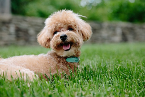 puppy-3979350_640.jpg