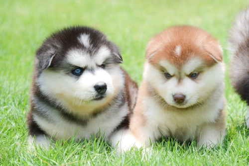 13730983 1224588237576068 7144716207251589720 o