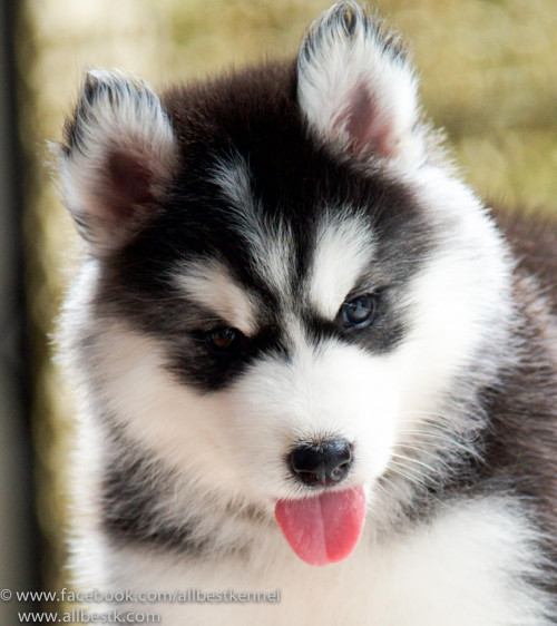 19390574 1566085070093048 2167800660814694044 o