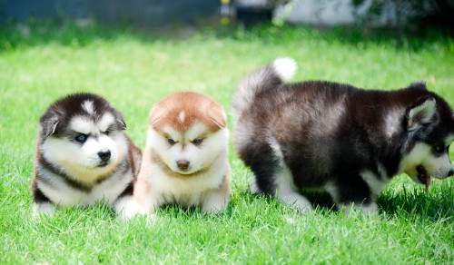 13161940 1168491506519075 4074846256379811982 o