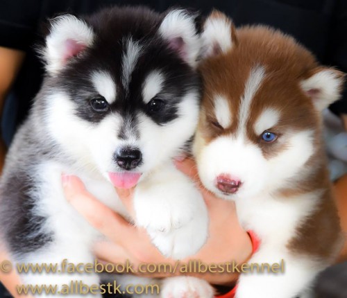 46470451 2192518334116382 1938332072263286784 n