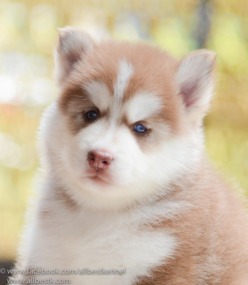 14258096 1264918000209758 3107733941944869286 o