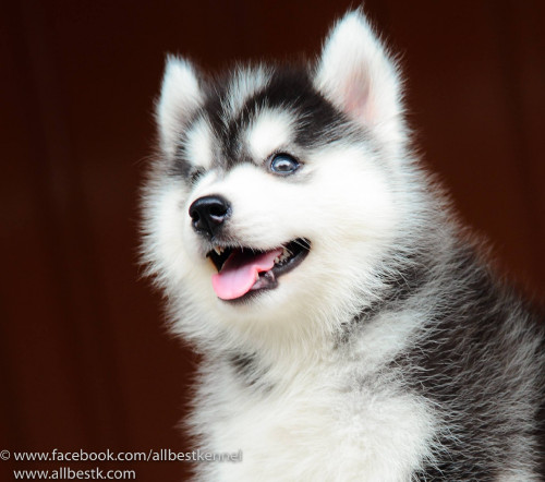 46118478 2181301611904721 5091882564918968320 o