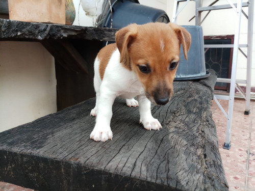 วัวลาน ๑๙๐๕๒๖ 0001