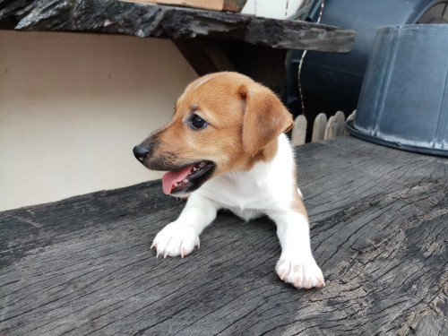 วัวลาน ๑๙๐๕๒๖ 0011