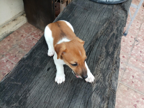 วัวลาน ๑๙๐๕๒๖ 0017