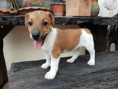 วัวลาน ๑๙๐๕๒๖ 0021