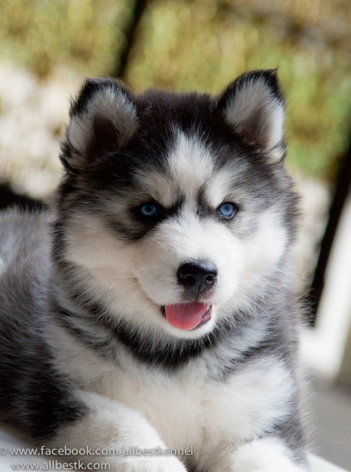 11816178 1010776405623920 2735756347681105989 o