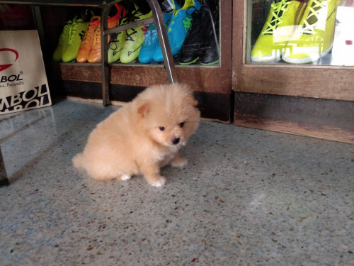 8DC2F33B D103 4452 B33A A14BF427C399