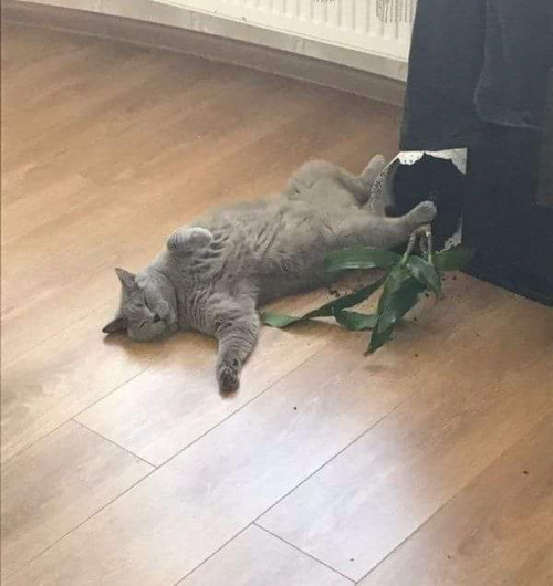11 118