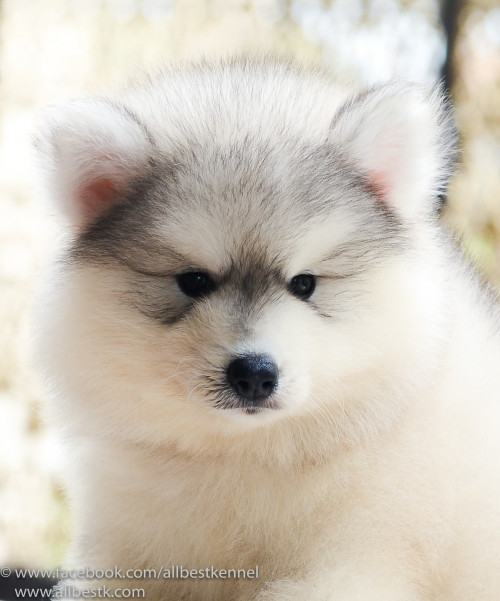 20626878 1614476778587210 8116643240760732672 o