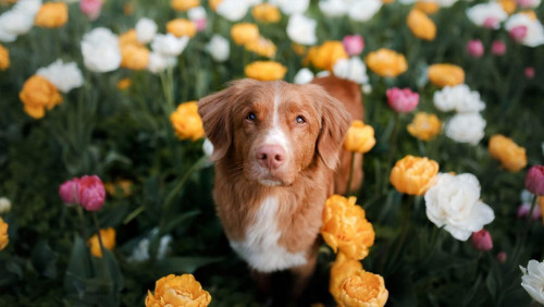 dog tulips istock