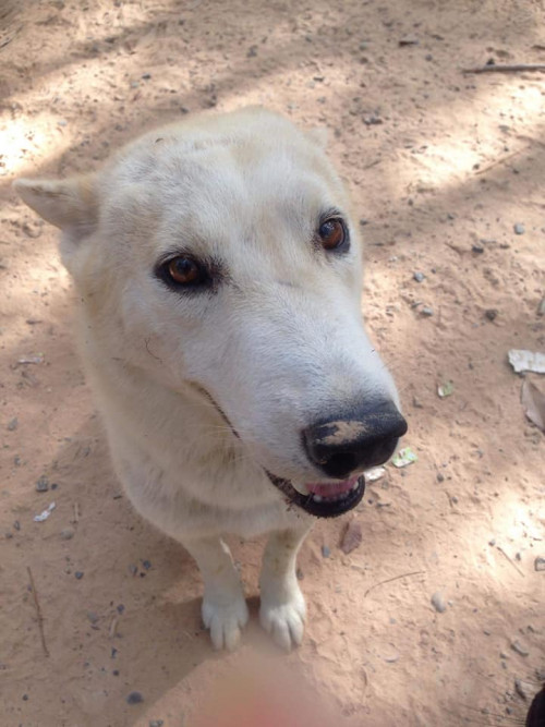 62221850 2401907629869231 3940821124748673024 n