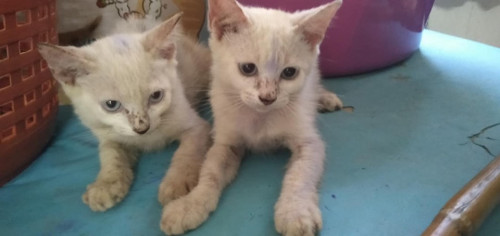 62440348 2495397497354627 8030976518622543872 n