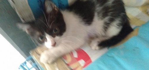 64223030 2495397217354655 5892476378837680128 n