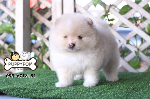 บับเบิ้ล01