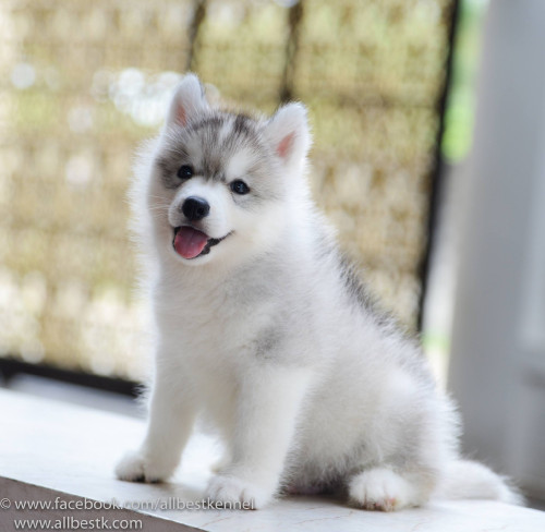 16466500 1235003219881072 1664783662 o