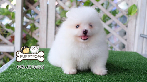 แบ็คแฮม