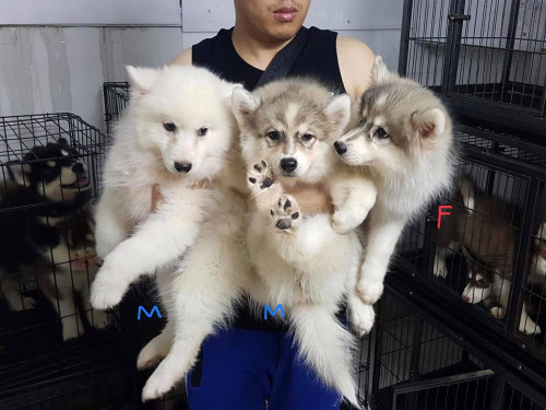 64816791 1257837174394782 2508702303242944512 n