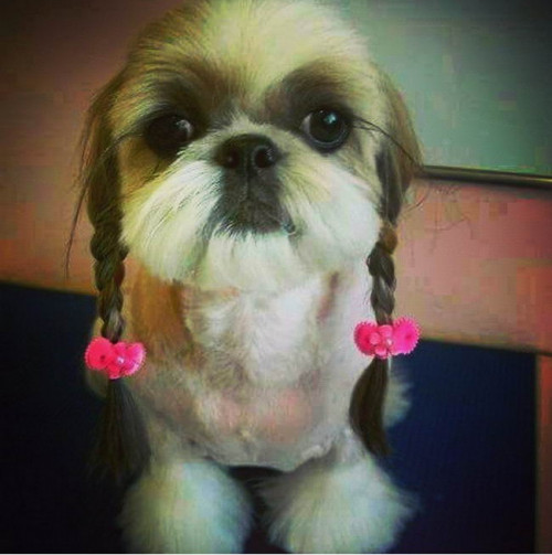 Dog Hairstyles 01