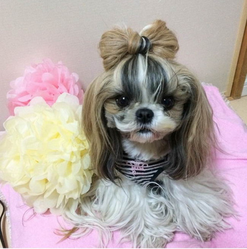 Dog Hairstyles 02