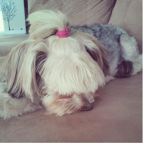 Dog Hairstyles 11