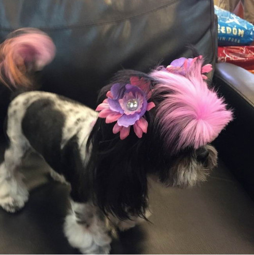 Dog Hairstyles 13