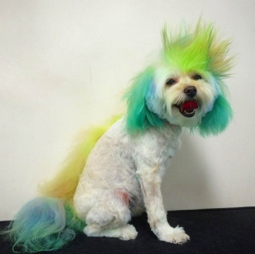 Dog Hairstyles 19