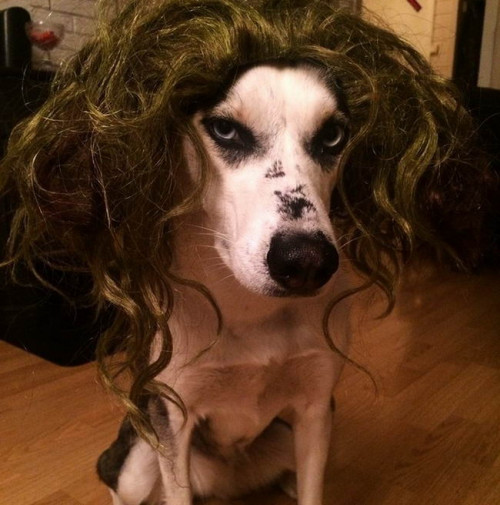 Dog Hairstyles 22