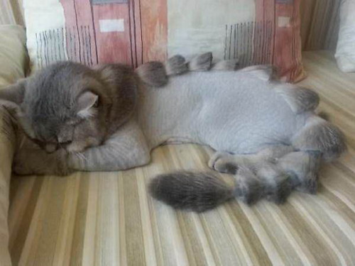 shaved cats 04