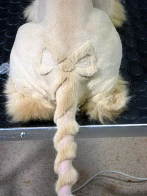 shaved cats 05