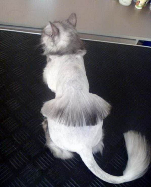 shaved cats 06