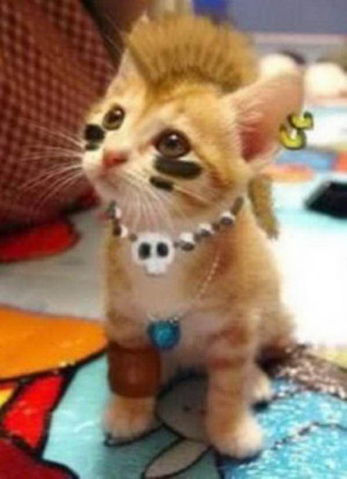 shaved cats 07